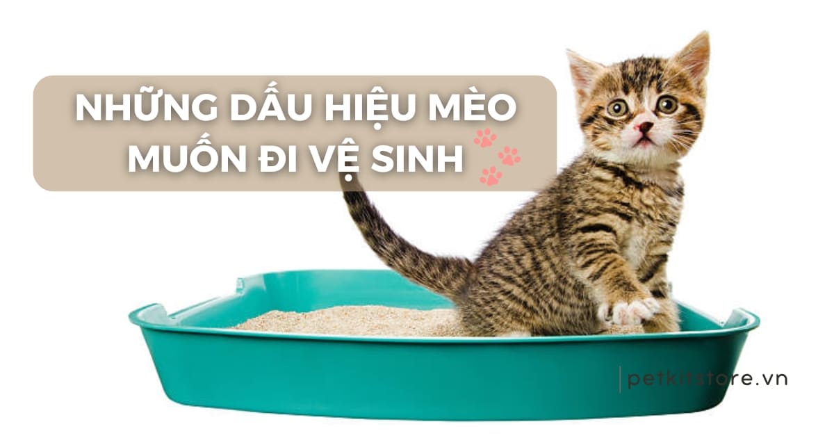 Top 5 dấu hiệu mèo muốn đi vệ sinh?