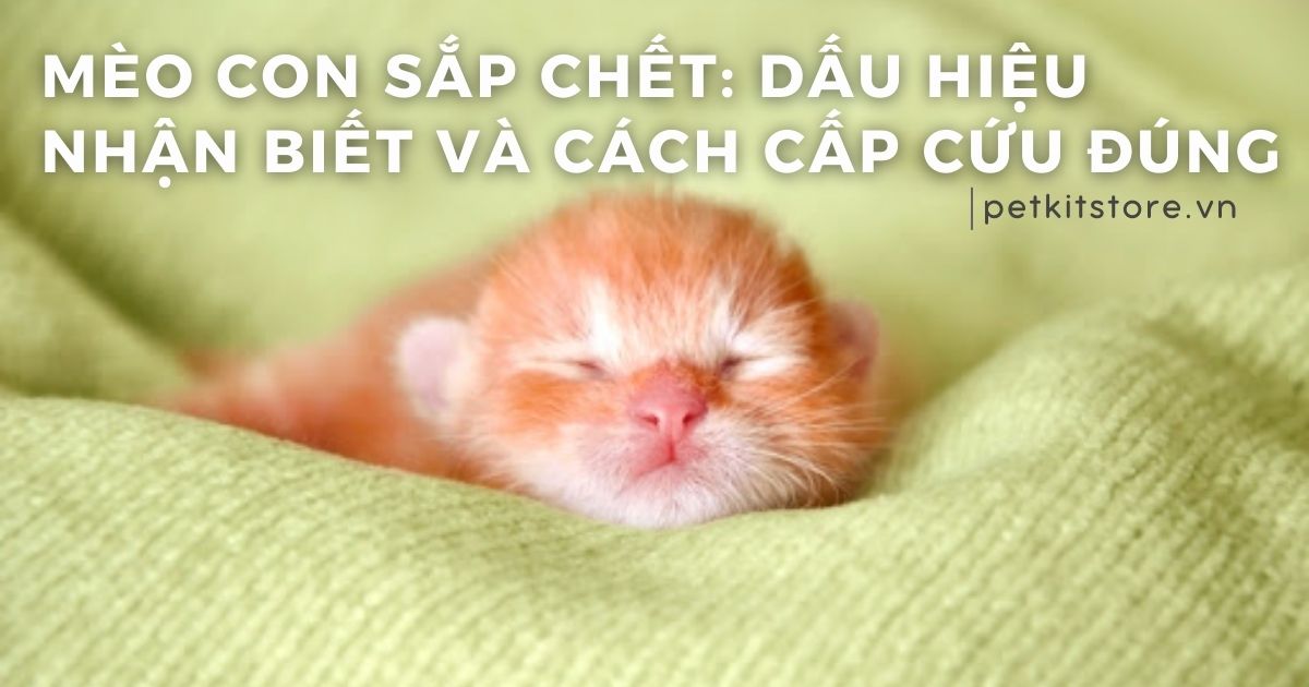 Mèo con sắp chết: Dấu hiệu nhận biết và cách cấp cứu đúng