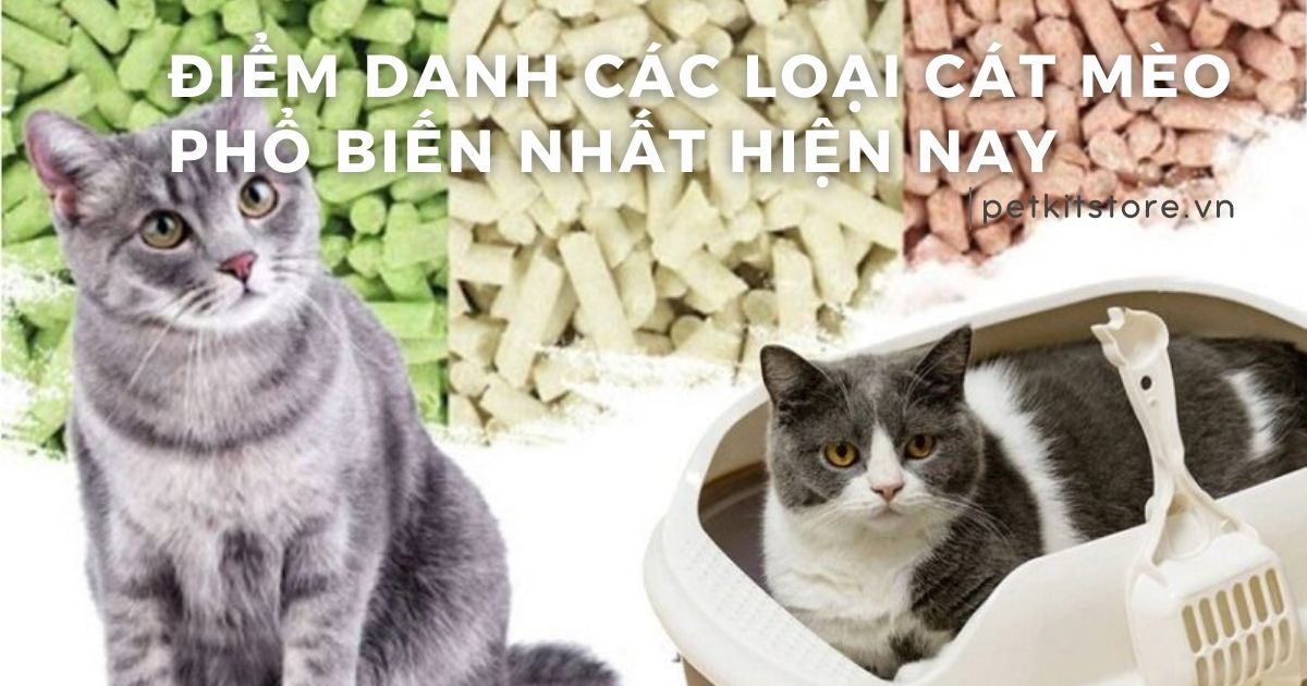 Điểm danh các loại cát mèo phổ biến nhất hiện nay