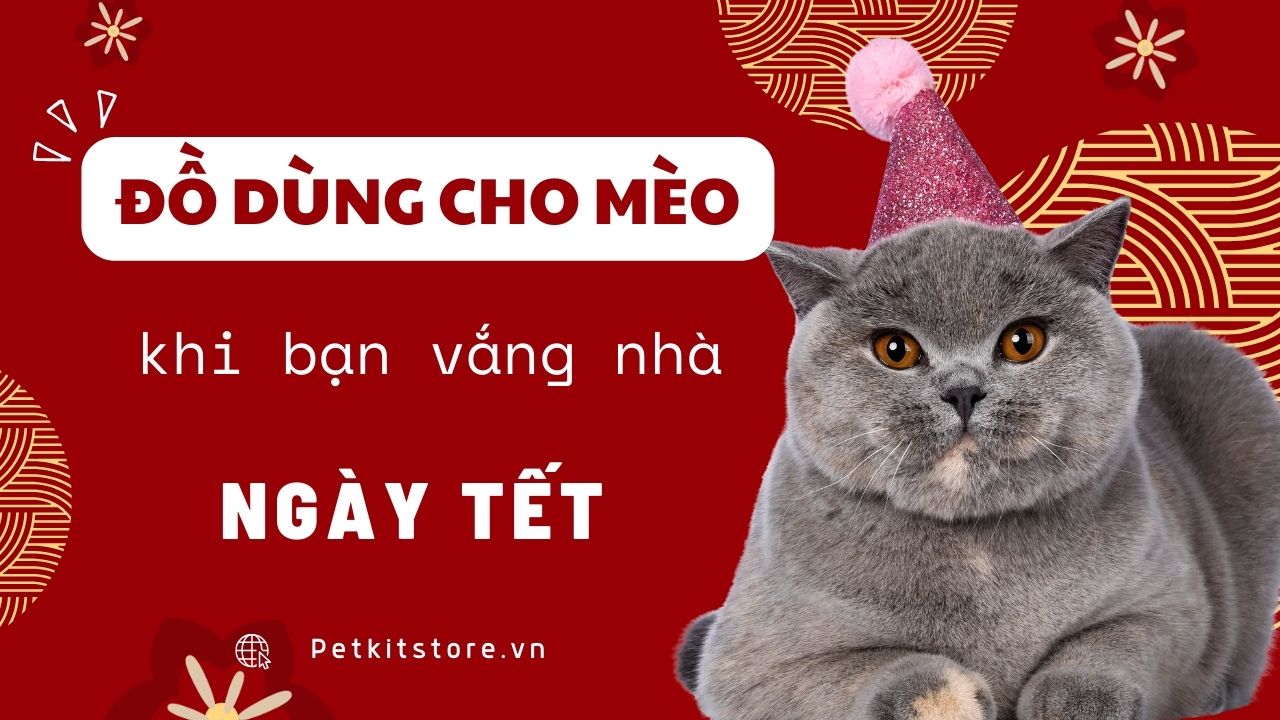 TẾT ĐẾN, MUA ĐỒ DÙNG GÌ CHO MÈO VÀ CHÓ KHI BẠN VẮNG NHÀ?