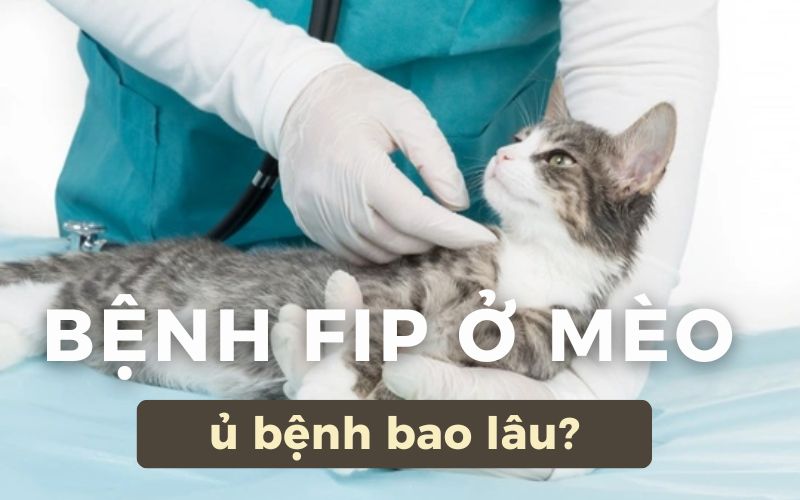 Bệnh FIP ở mèo ủ bệnh bao lâu?