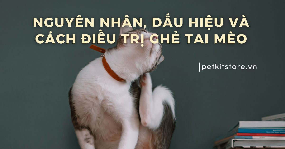 Ghẻ tai mèo: Nguyên nhân, dấu hiệu và cách điều trị khoa học
