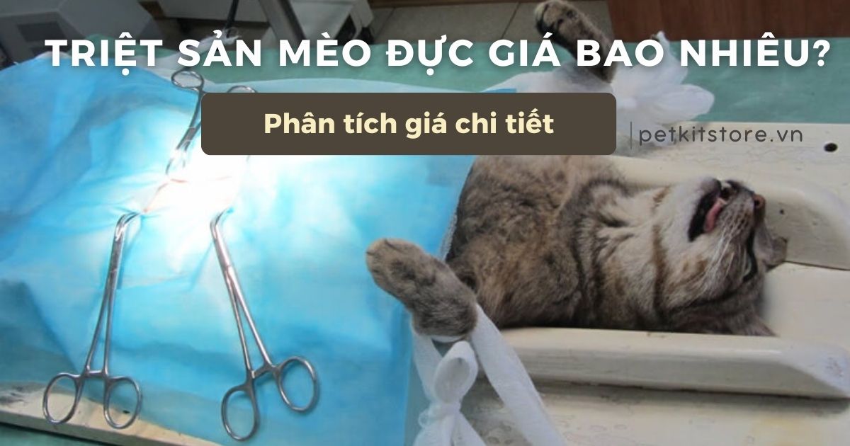 Triệt sản mèo đực giá bao nhiêu? Phân tích giá chi tiết