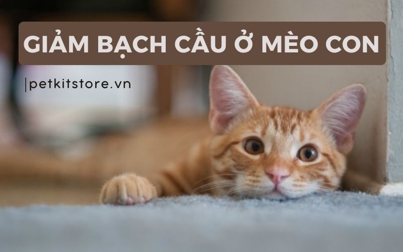 Bệnh giảm bạch cầu ở mèo con là gì? Nguyên nhân và giai đoạn phát bệnh