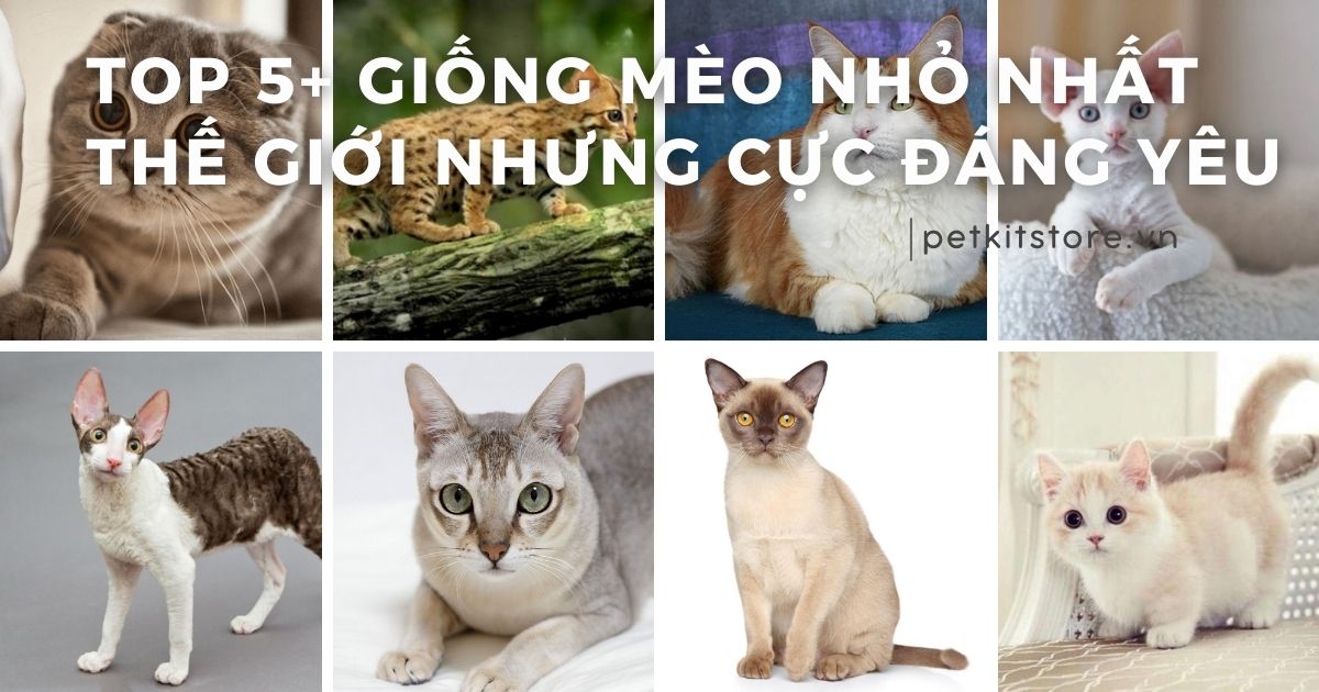Top 5+ giống mèo nhỏ nhất thế giới nhưng cực đáng yêu