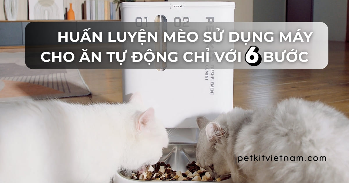 Huấn Luyện Mèo Sử Dụng Máy Cho Ăn Tự Động Chỉ Với 6 Bước Đơn Giản