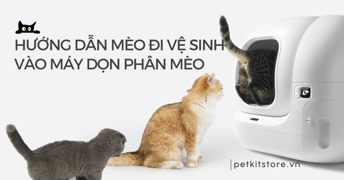 Hướng dẫn mèo đi vệ sinh vào máy dọn vệ sinh chi tiết từ A-Z