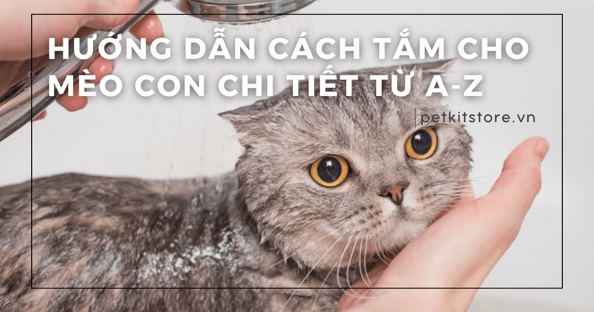 Hướng dẫn cách tắm cho mèo con chi tiết từ A-Z