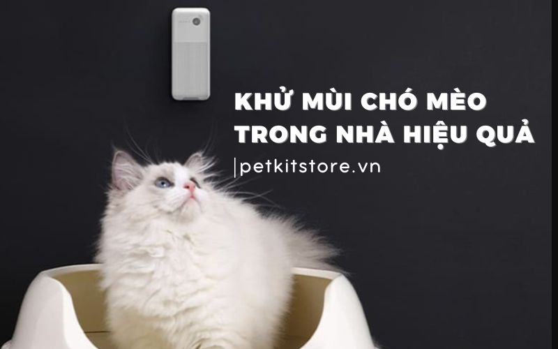 3 bước khử mùi chó mèo trong nhà, đánh bay mùi khó chịu