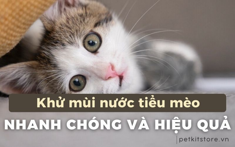 Hướng dẫn khử mùi nước tiểu mèo trên quần áo đúng cách