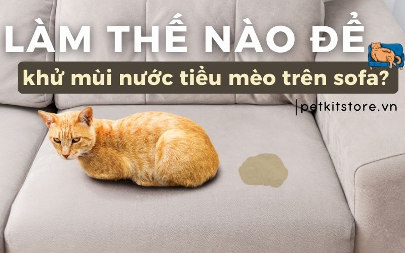 Làm thế nào để khử mùi nước tiểu mèo trên sofa?