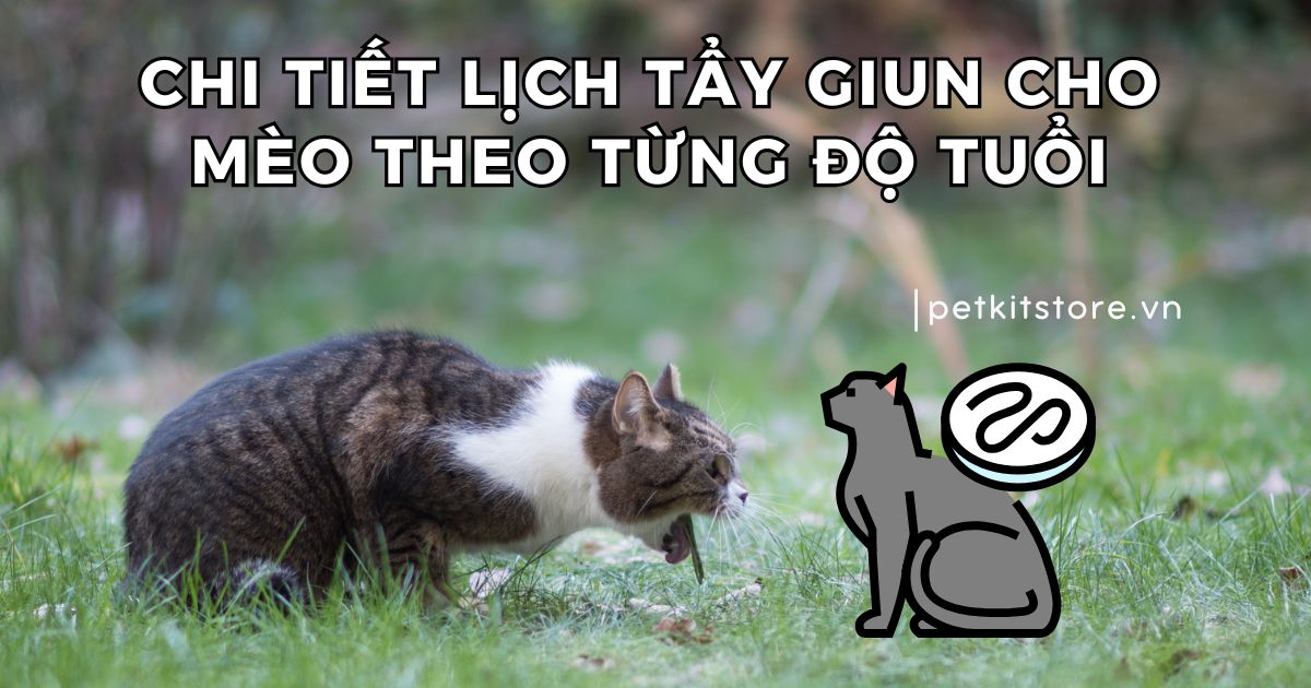 Chi tiết lịch tẩy giun cho mèo theo từng độ tuổi
