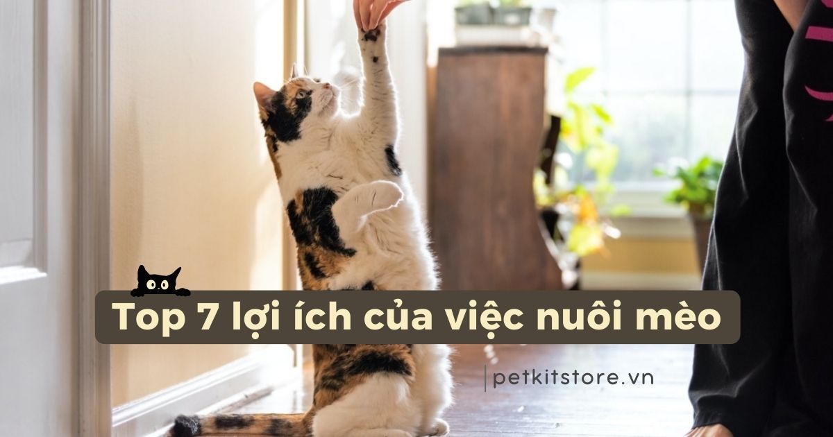 Top 7 lợi ích của việc nuôi mèo có thể bạn chưa biết
