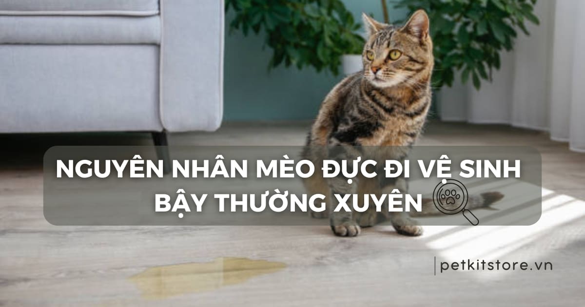 7 lý do mèo đực đi vệ sinh bậy thường xuyên?
