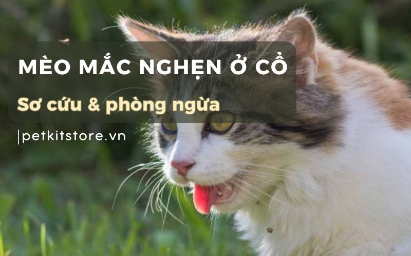 Cách sơ cứu mèo bị mắc nghẹn ở cổ và phòng ngừa chuẩn