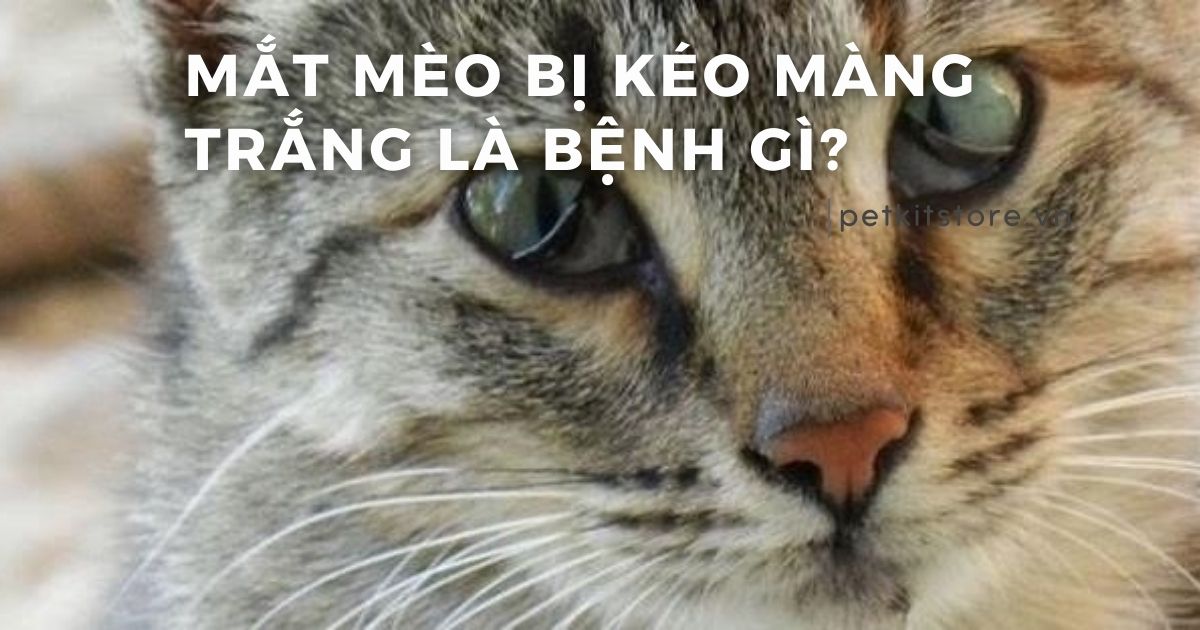Mắt mèo bị kéo màng trắng là bệnh gì, có nguy hiểm không?