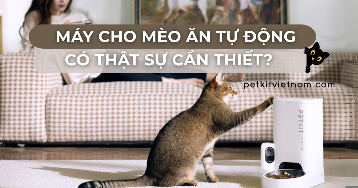 Máy Cho Mèo Ăn Tự Động: Có Nên Mua? Top Thương Hiệu Đáng Chọn