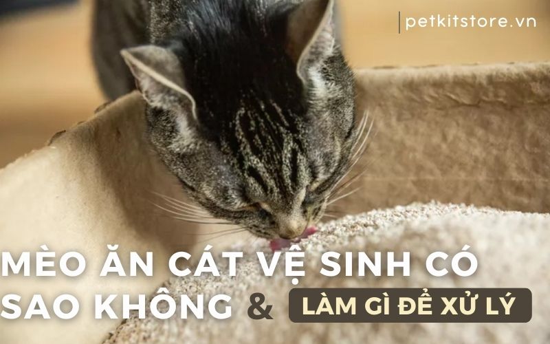Mèo ăn cát vệ sinh có sao không?