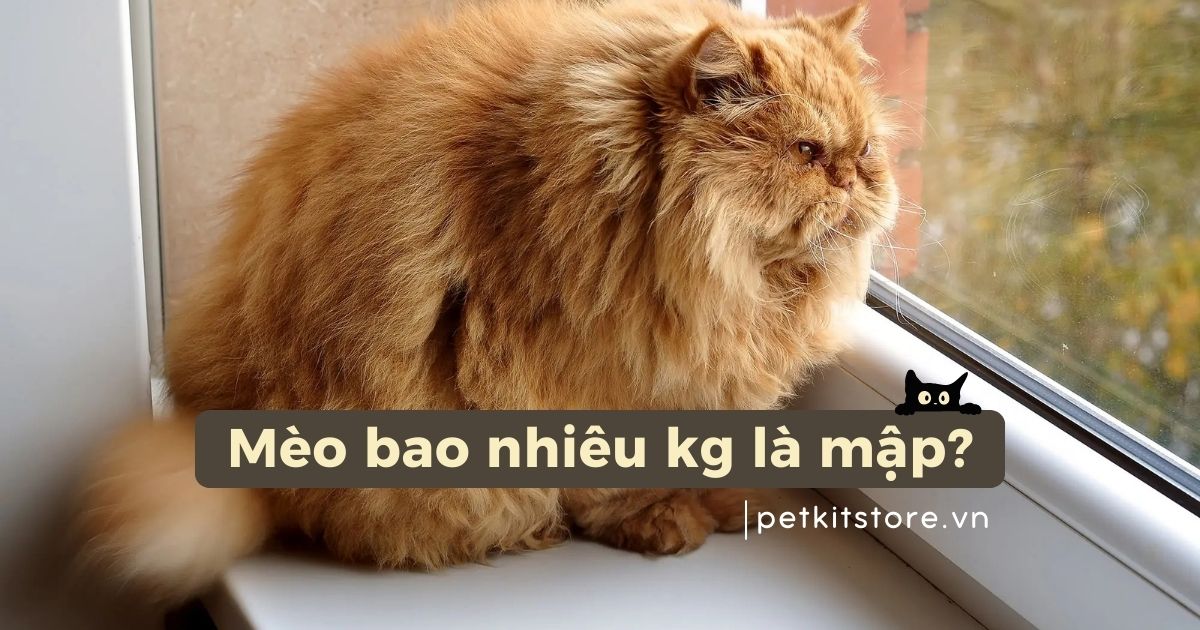 Mèo bao nhiêu kg là mập? Chi tiết trạng thái cân nặng