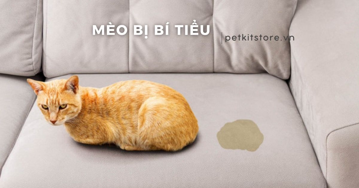 Mèo bị bí tiểu: Nguyên nhân và cách thông tiểu hiệu quả