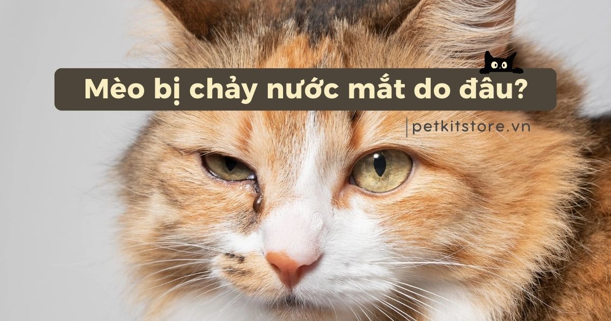 Mèo bị chảy nước mắt do đâu? Điều trị thế nào cho hiệu quả?