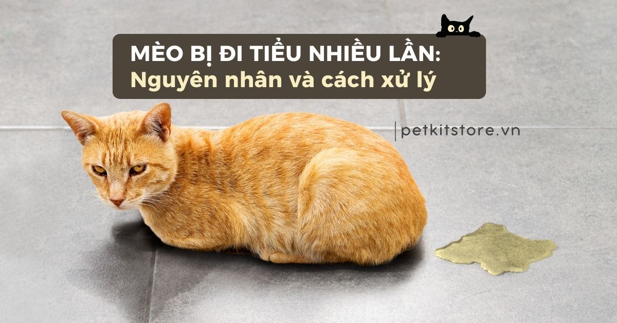 Mèo bị đi tiểu nhiều lần: Nguyên nhân và cách xử lý đúng nhất
