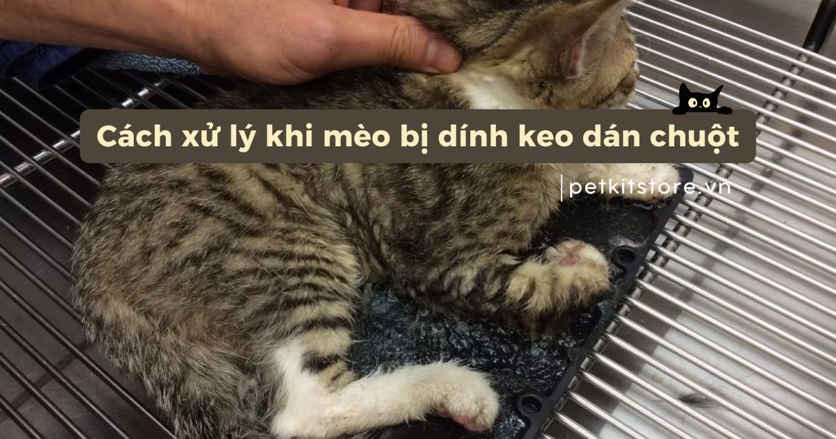 Cách xử lý khi mèo bị dính keo dán chuột