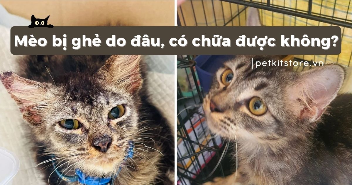 Mèo bị ghẻ do đâu, có chữa được không?