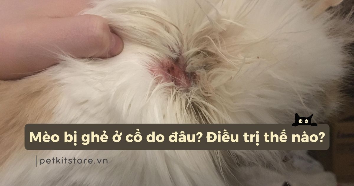 Mèo bị ghẻ ở cổ do đâu? Điều trị thế nào?