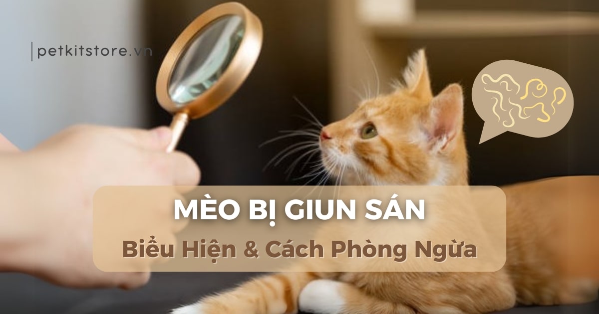 Mèo bị giun sán: Biểu hiện và cách phòng ngừa đúng cách