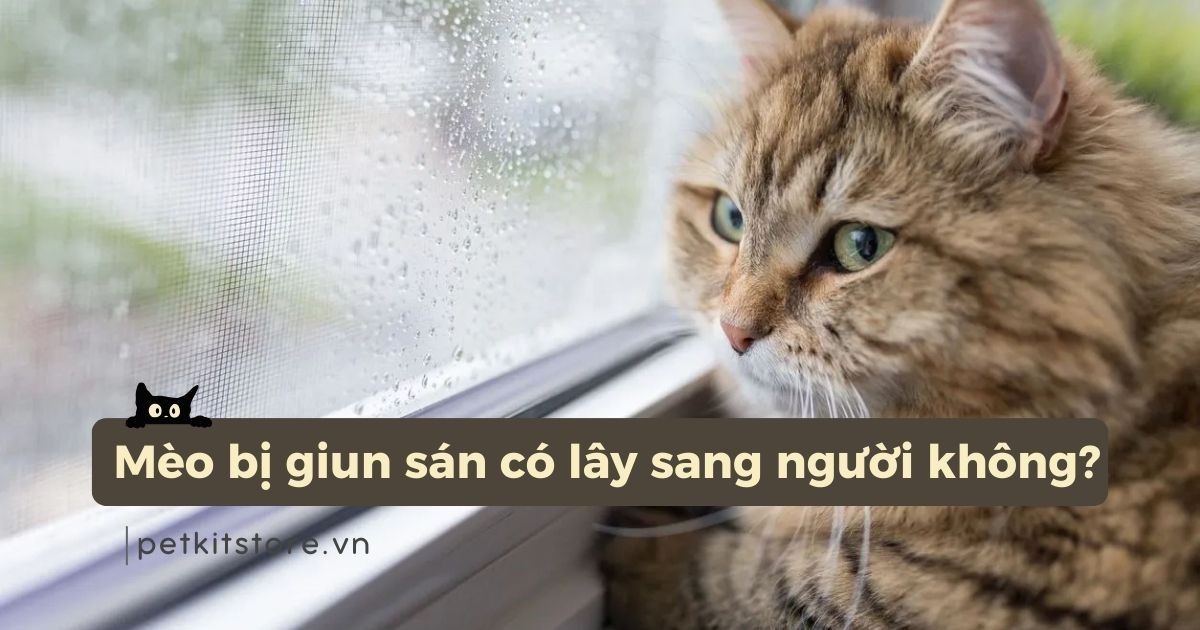 Giải đáp: Mèo bị giun sán có lây sang người không?