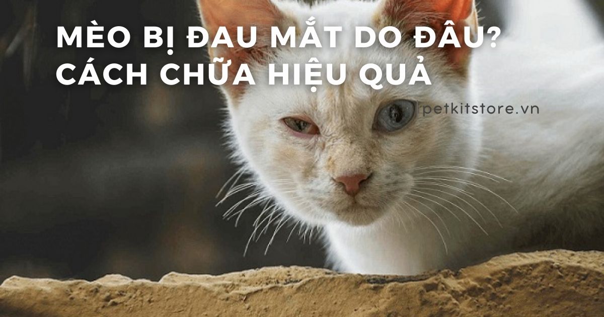 Mèo bị đau mắt: Nguyên nhân, dấu hiệu và cách chữa đúng nhất