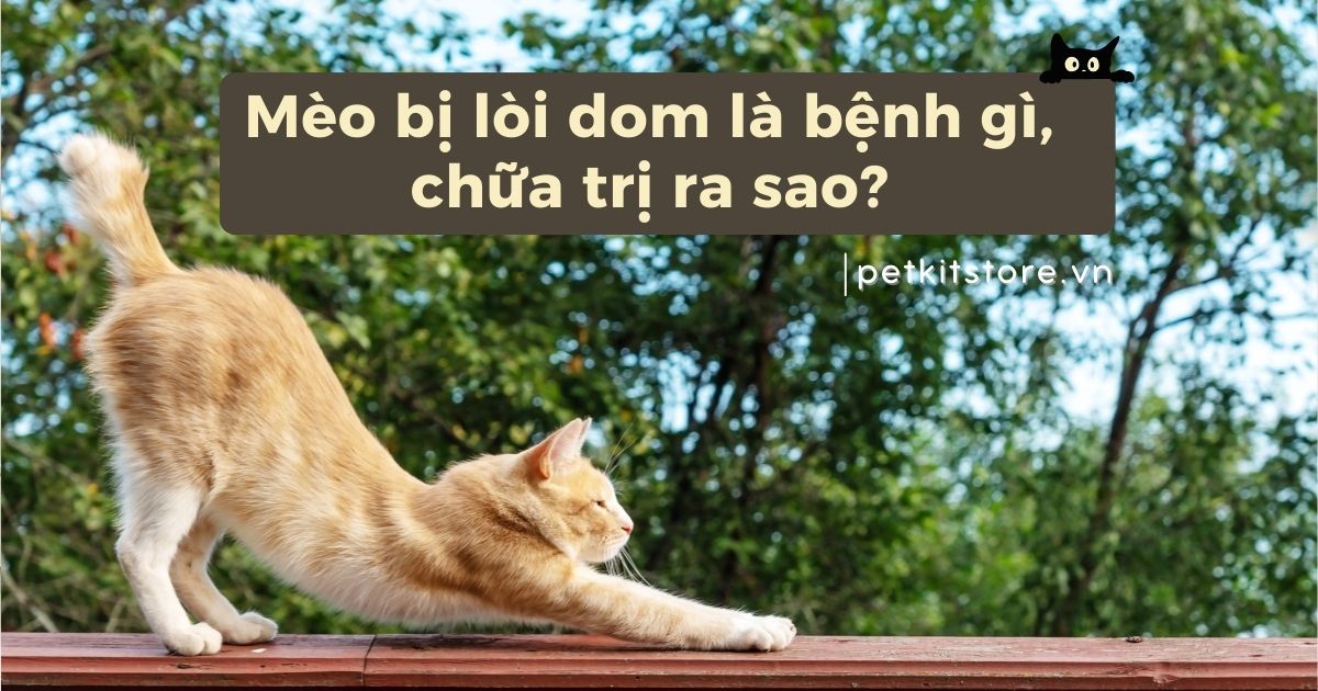Mèo bị lòi dom là bệnh gì, chữa trị ra sao?