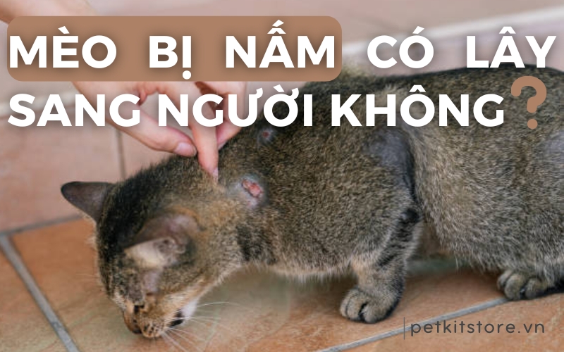 Mèo bị nấm có lây sang người không?