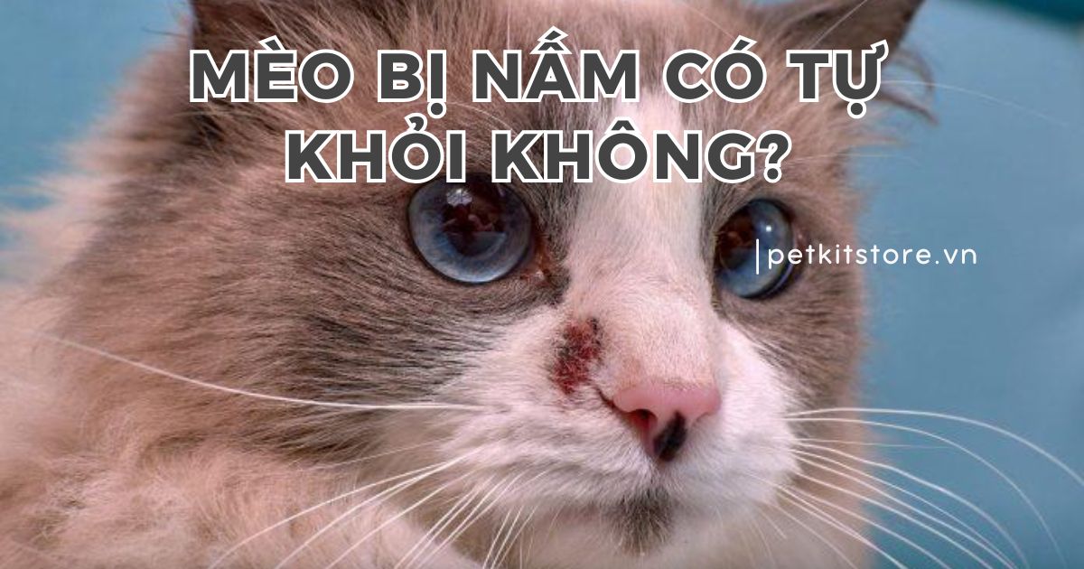Mèo bị nấm có tự khỏi không? Làm sao nhanh khỏi?