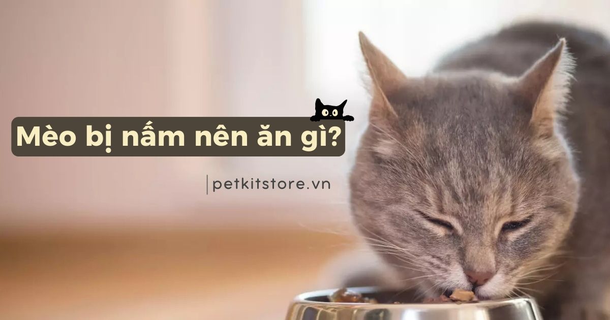 Bật mí: Mèo bị nấm nên ăn gì để nhanh hồi phục?