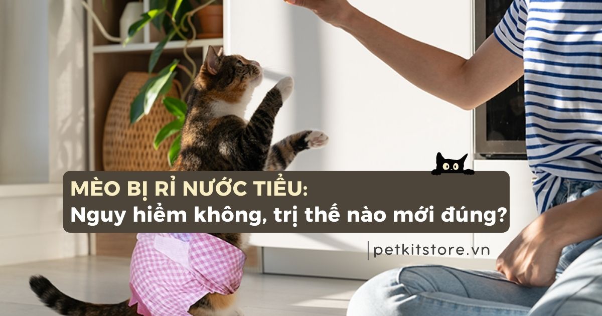 Mèo bị rỉ nước tiểu: Nguy hiểm không, trị thế nào mới đúng?