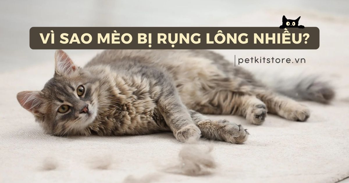 Mèo bị rụng lông nhiều: Vì sao và phải làm thế nào?
