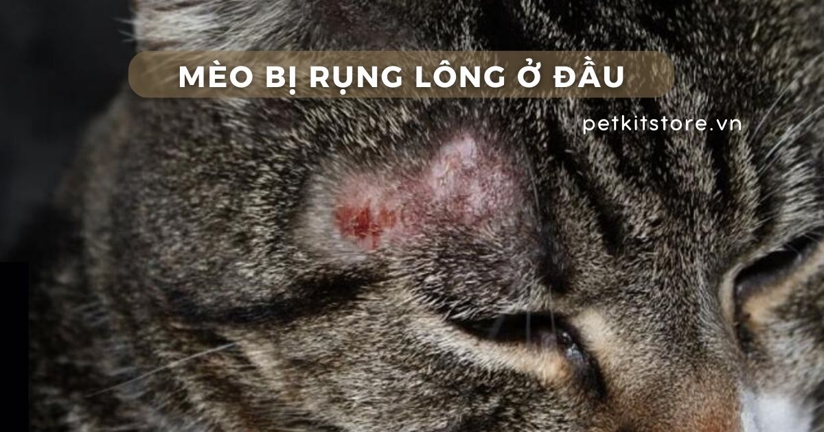Mèo bị rụng lông ở đầu: Cảnh báo bệnh gì, xử lý ra sao?