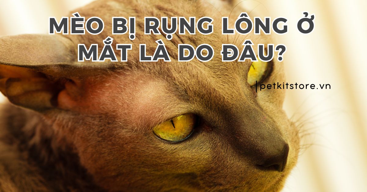 Mèo bị rụng lông ở mắt do đâu, có nguy hiểm không?
