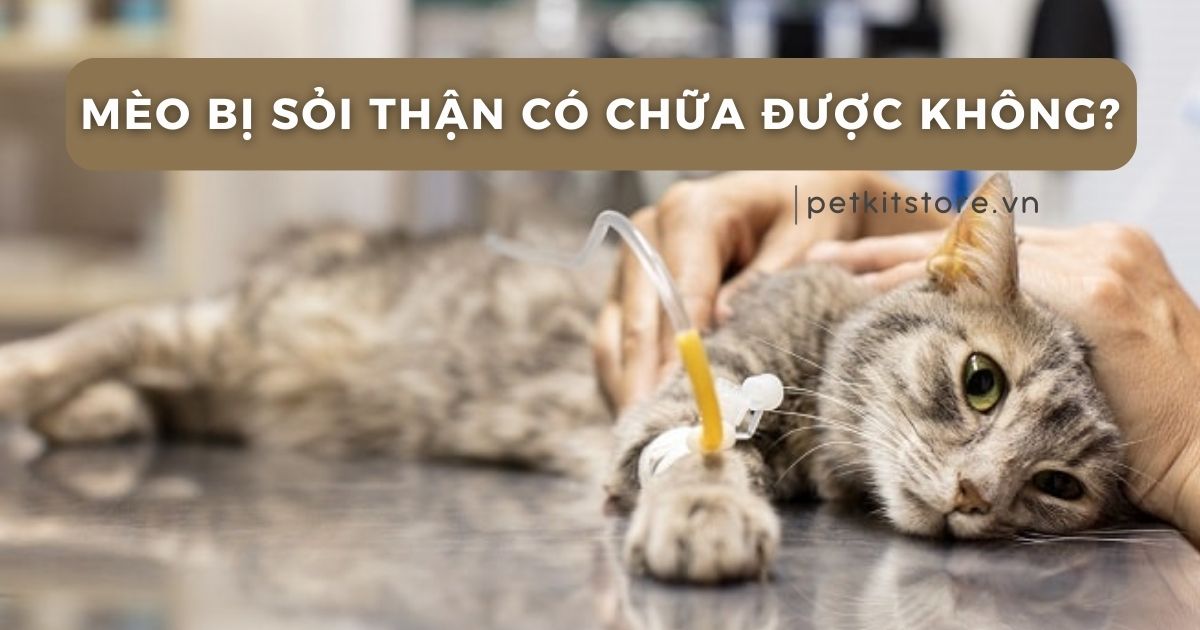 Mèo bị sỏi thận có chữa được không?