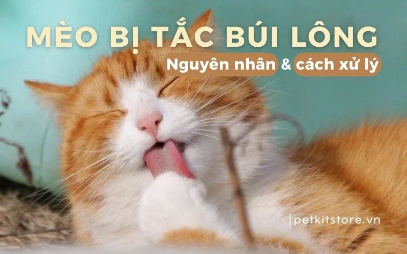 Nguyên nhân mèo bị tắc búi lông cùng những dấu hiệu và cách điều trị