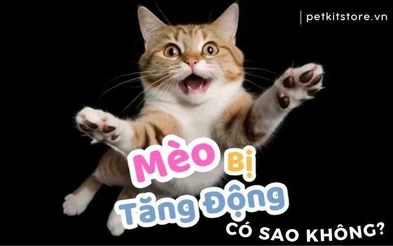 Mèo bị tăng động có sao không? Cách khắc phục hiệu quả?