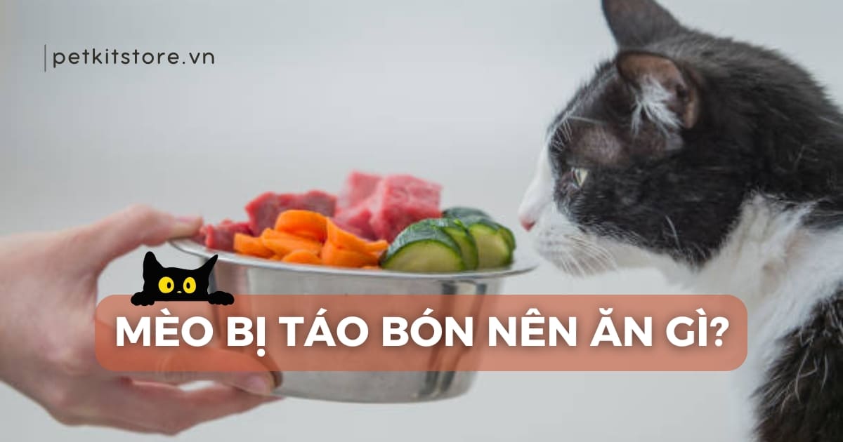 Sen cần biết: Mèo bị táo bón nên ăn gì thì tốt cho sức khỏe?