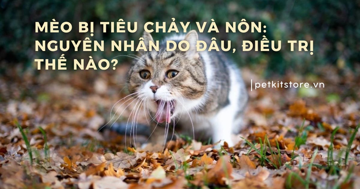 Mèo bị tiêu chảy và nôn: Nguyên nhân do đâu, điều trị thế nào?