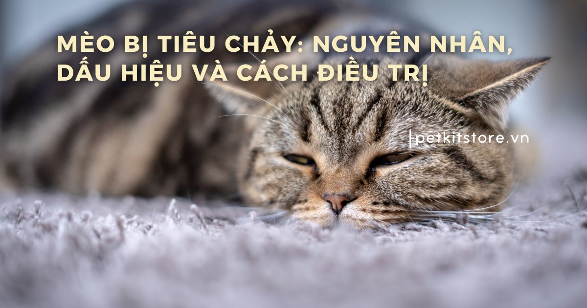 Mèo bị tiêu chảy: Nguyên nhân, dấu hiệu và cách điều trị