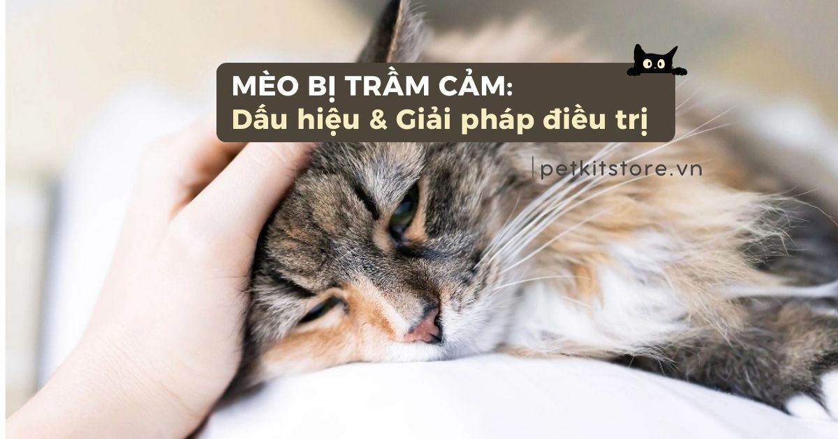 Mèo bị trầm cảm: Dấu hiệu và giải pháp điều trị đúng