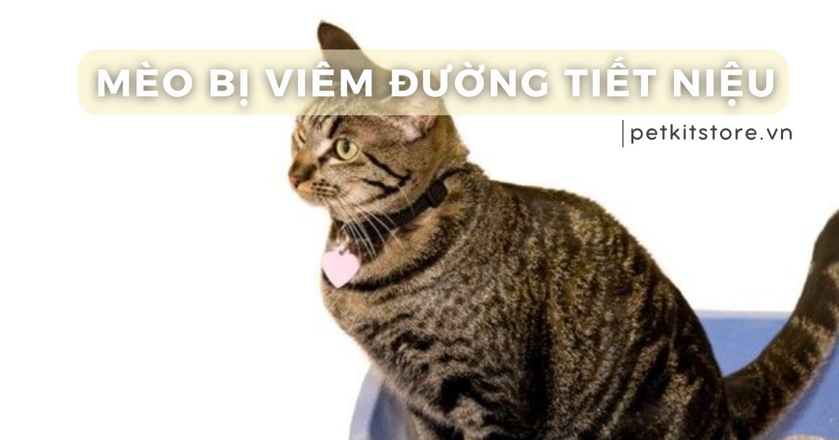 Mèo bị viêm đường tiết niệu: Nguyên nhân, dấu hiệu và cách trị