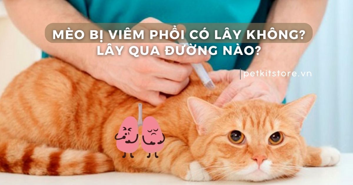 Mèo bị viêm phổi có lây không? Lây qua đường nào?