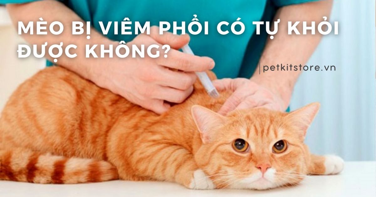 Mèo bị viêm phổi có tự khỏi được không?
